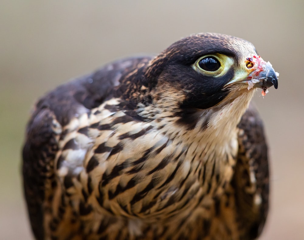 brown and black bird in close up photography