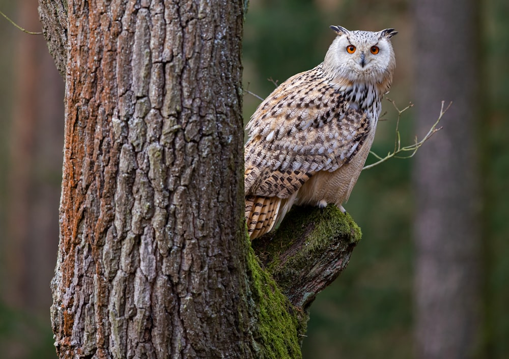 brown and white owl on tree branch