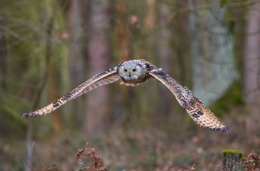 hibou noir et blanc sur bâton en bois brun pendant la journée