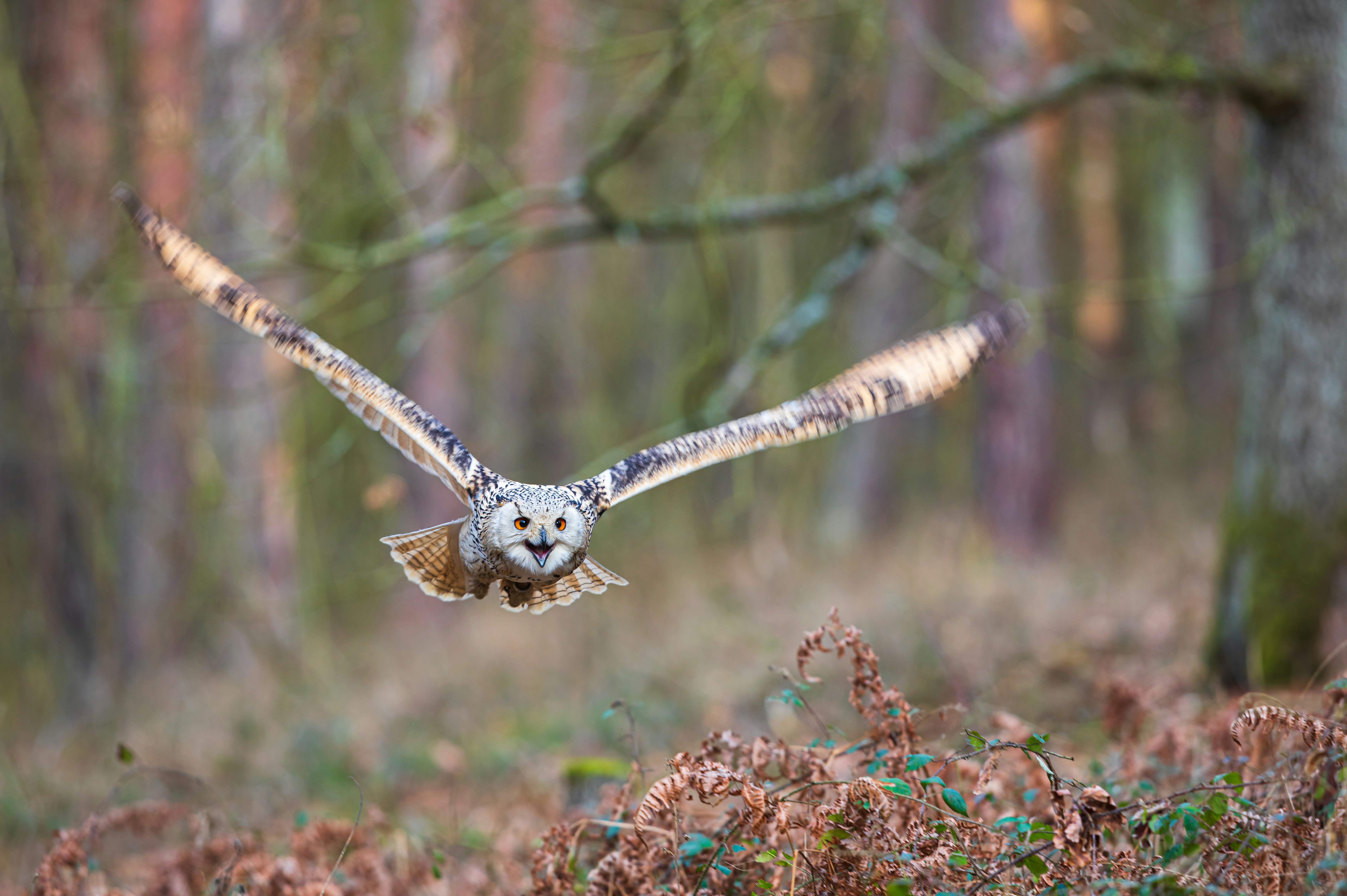 Flying Owl Pictures Download Free Images On Unsplash