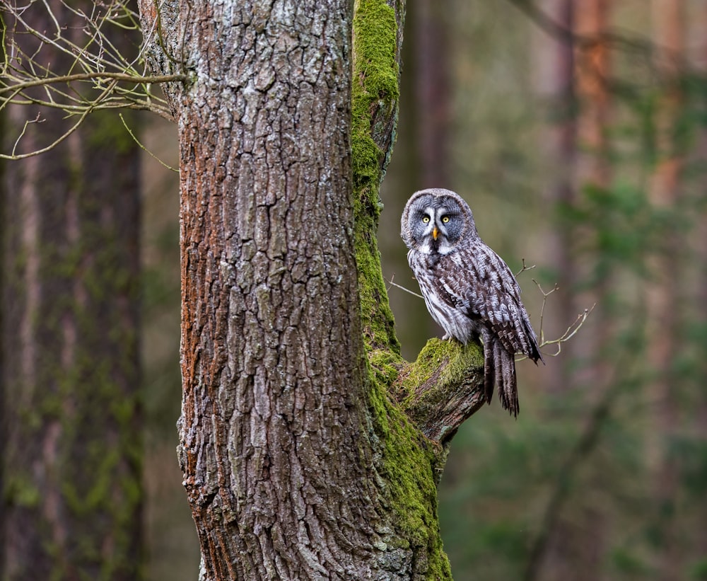 white and black owl on tree branch