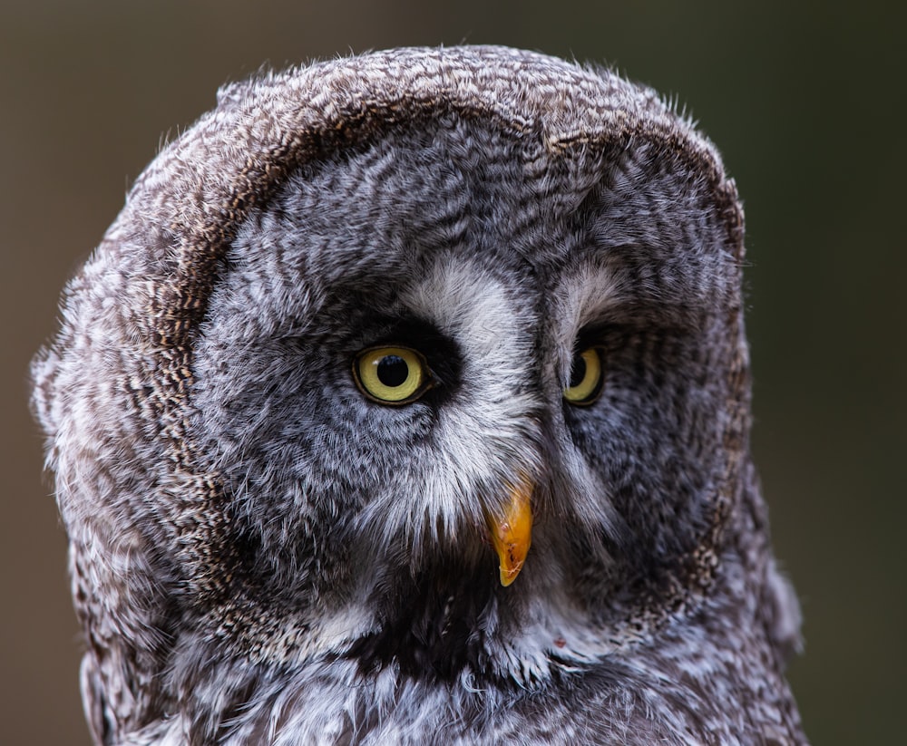 gray and black owl in close up photography