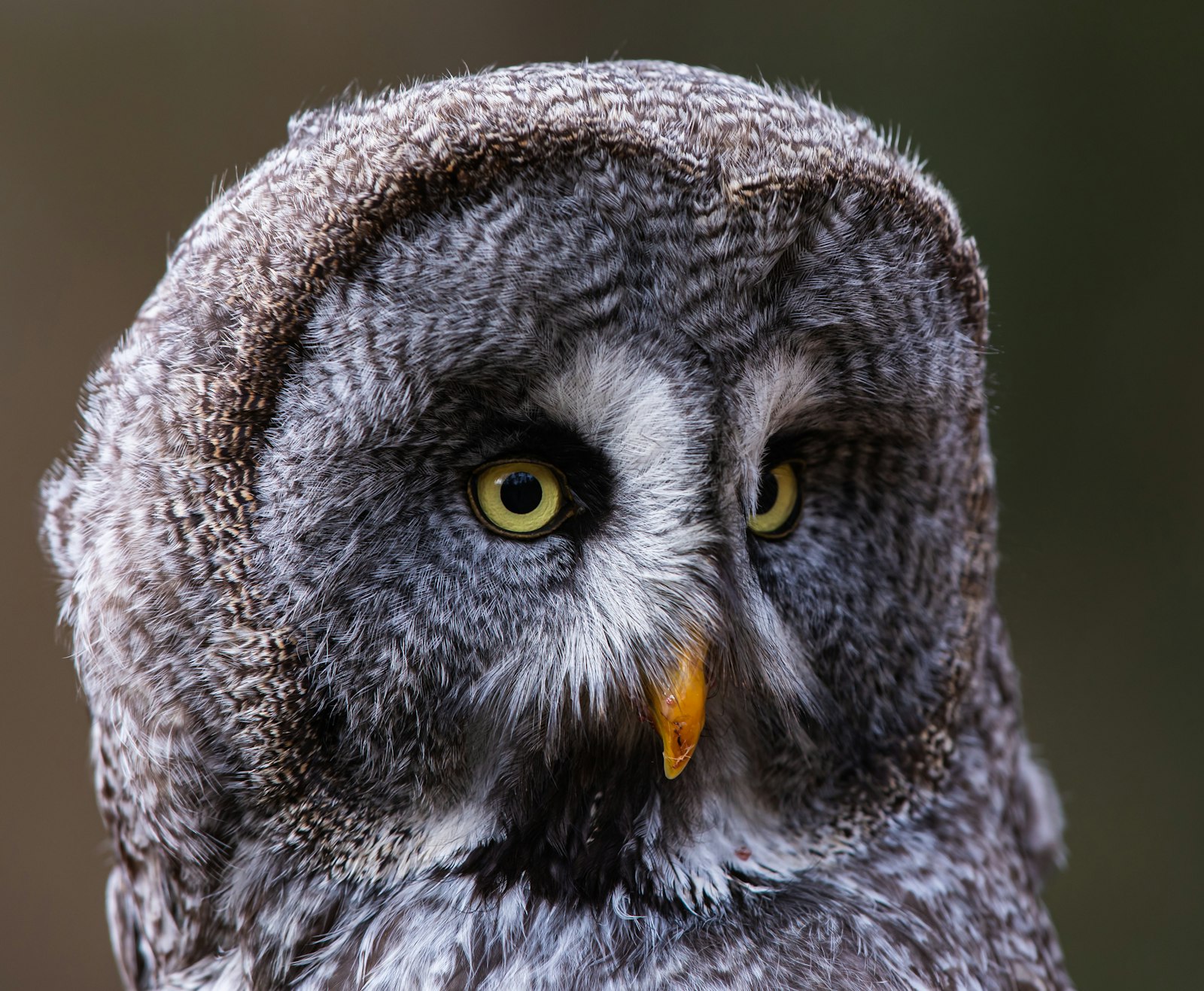 Canon EF 300mm F2.8L IS II USM sample photo. Gray and black owl photography