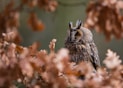 brown and white owl perched on brown tree branch during daytime