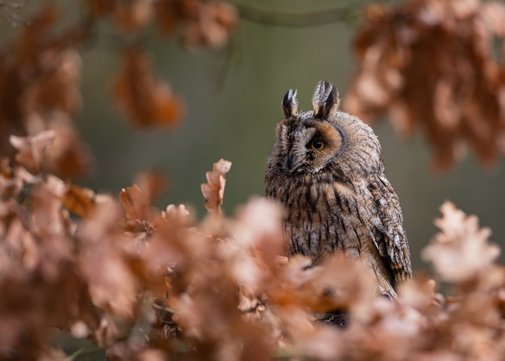 brown and white owl perched on brown tree branch during daytime