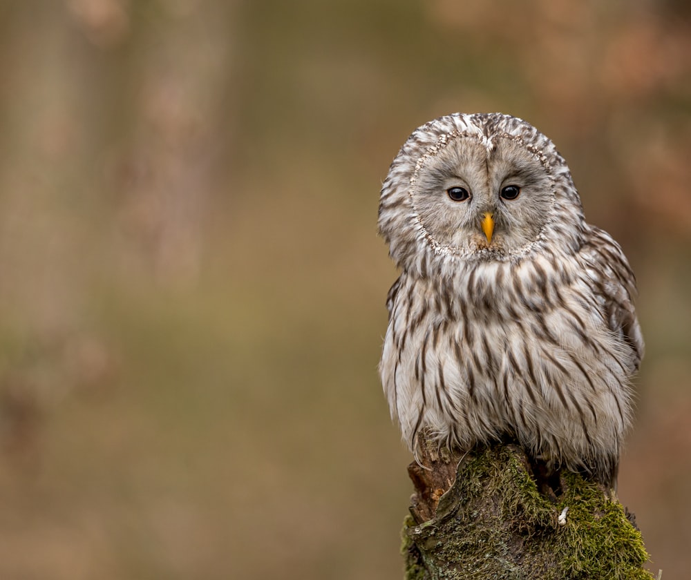 white and gray owl on brown tree branch
