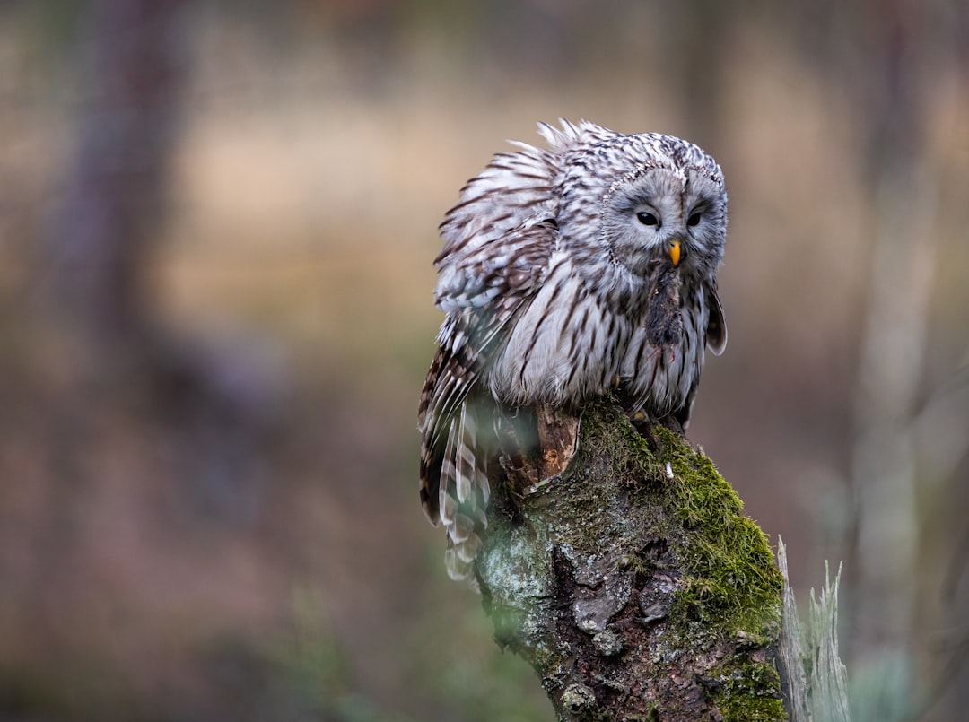 white and black owl on tree branch