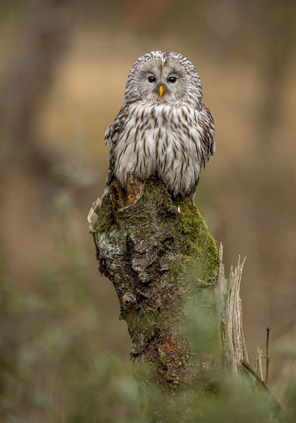 Búho gris en la rama de un árbol