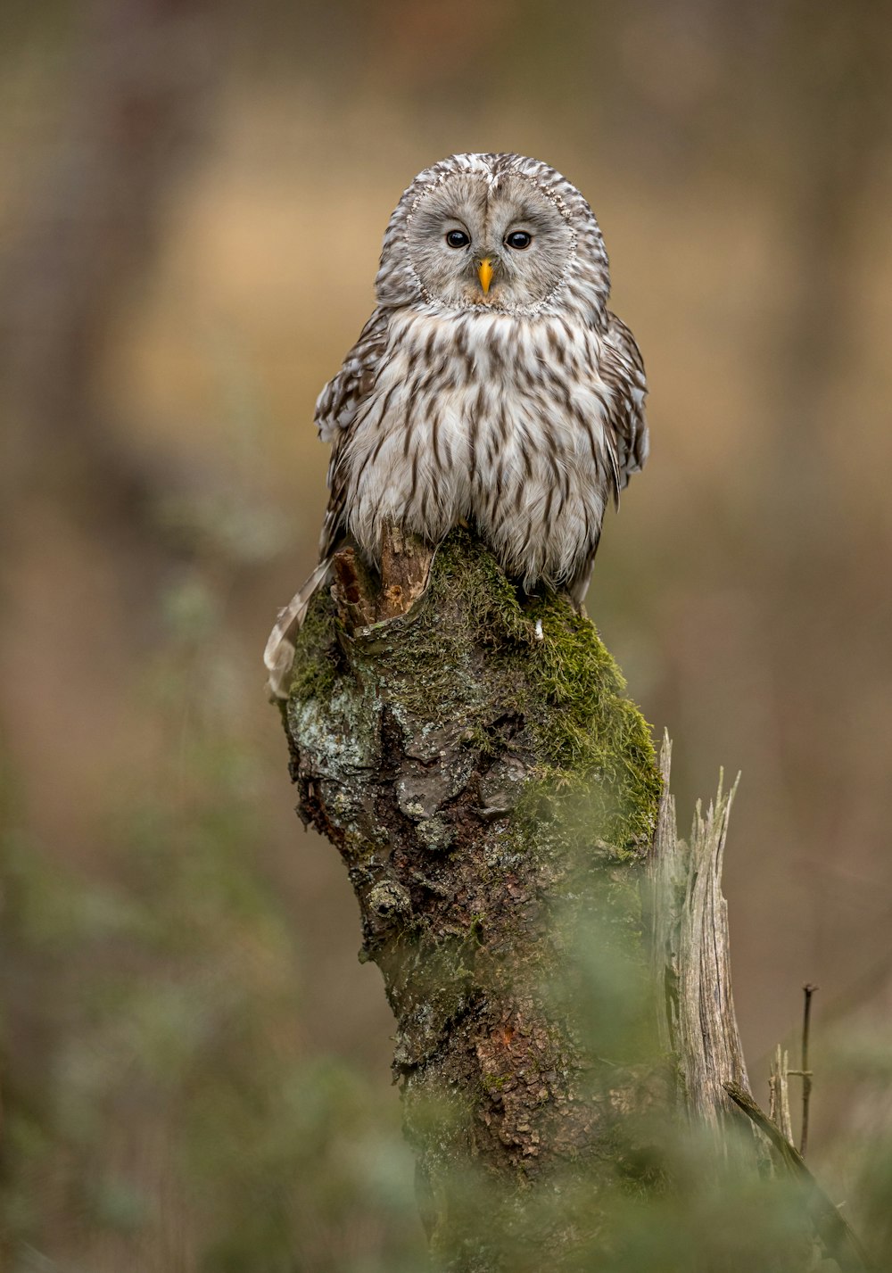 gray owl on tree branch