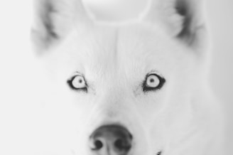 A close-up, black and white photograph of a dog's face with piercing light-colored eyes and soft, fluffy fur.