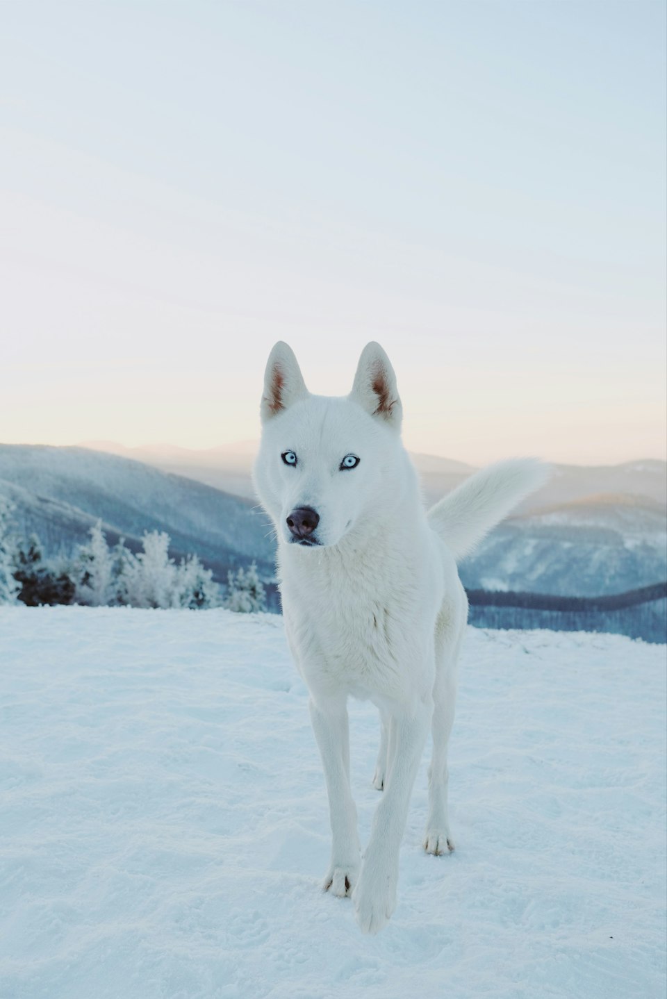 A white Siberian husky sled dog standing on snow-covered ground