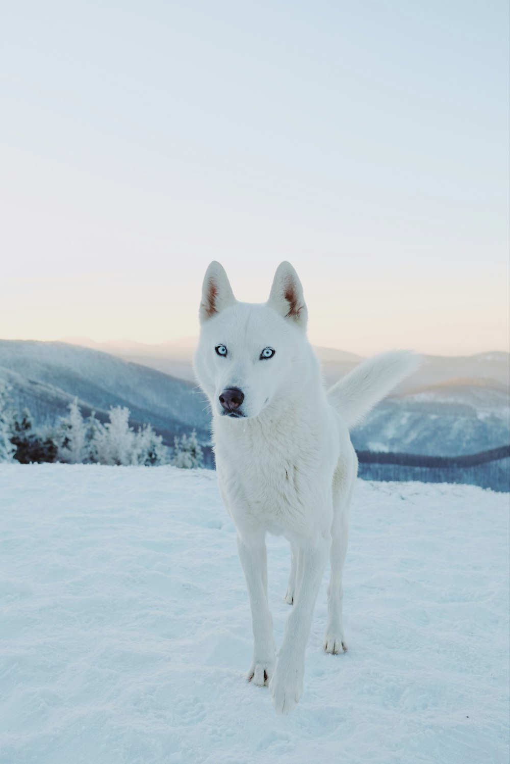 Weißer Sibirischer Husky tagsüber auf schneebedecktem Boden