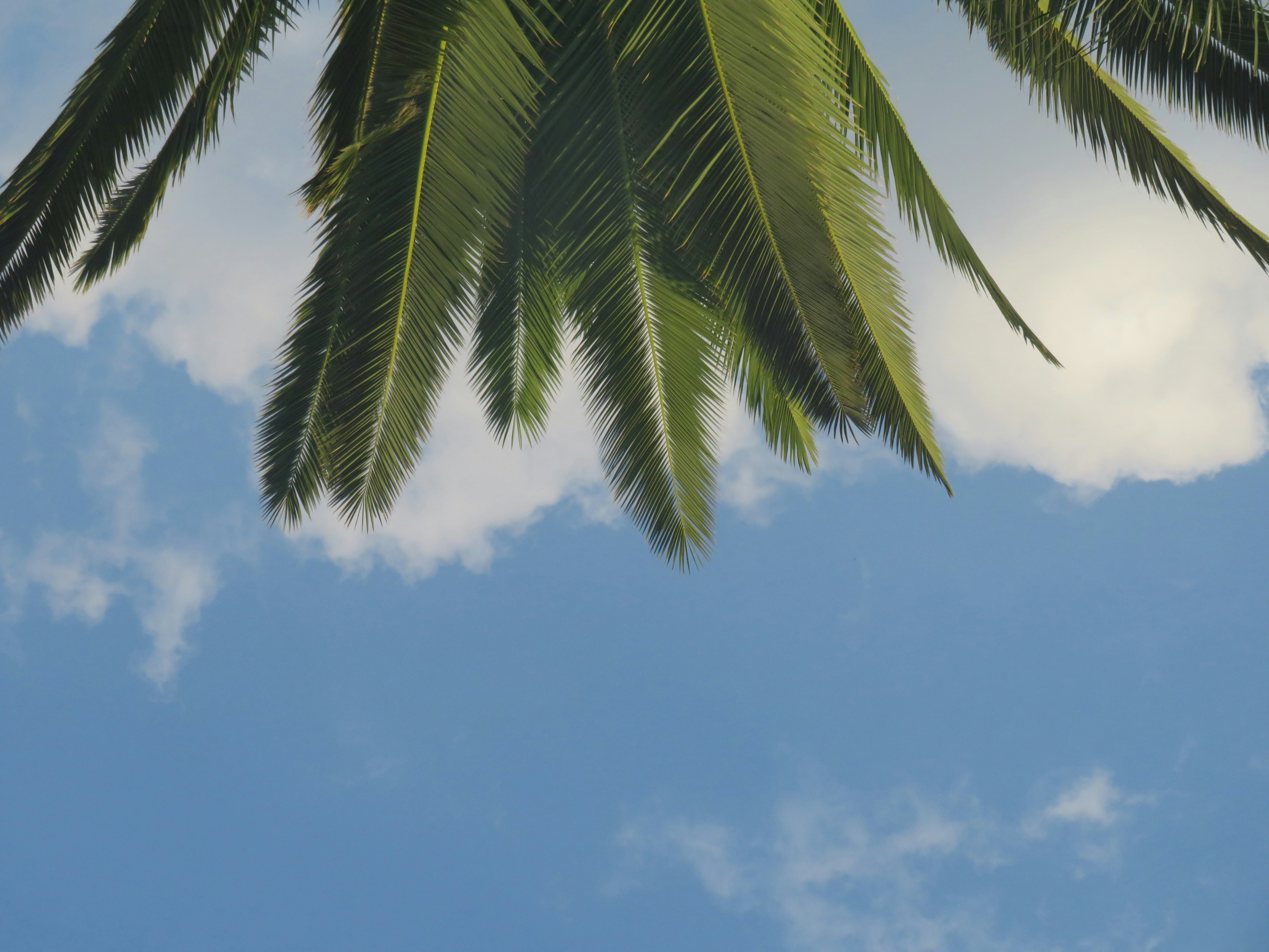 green coconut tree under blue sky during daytime, Palm Tree 