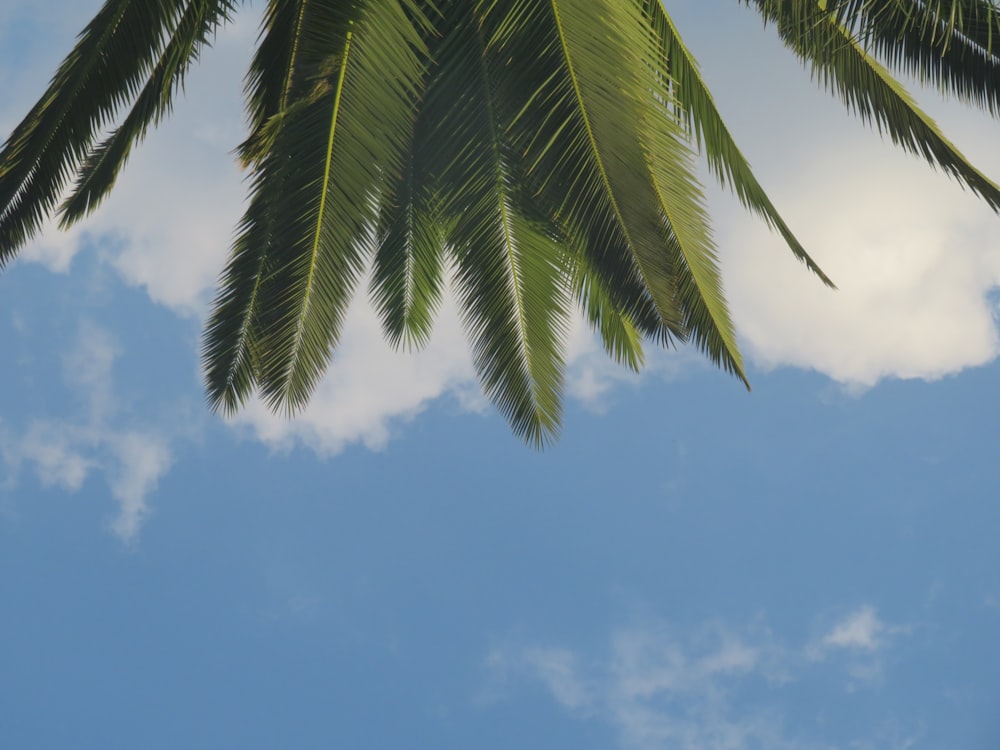 green coconut tree under blue sky during daytime