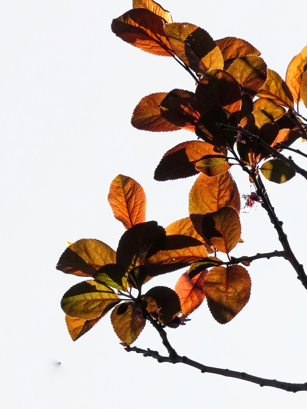brown leaves on white background