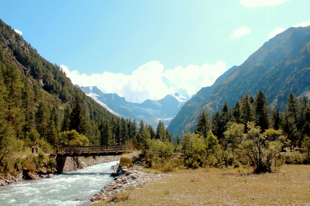 green trees near river under blue sky during daytime