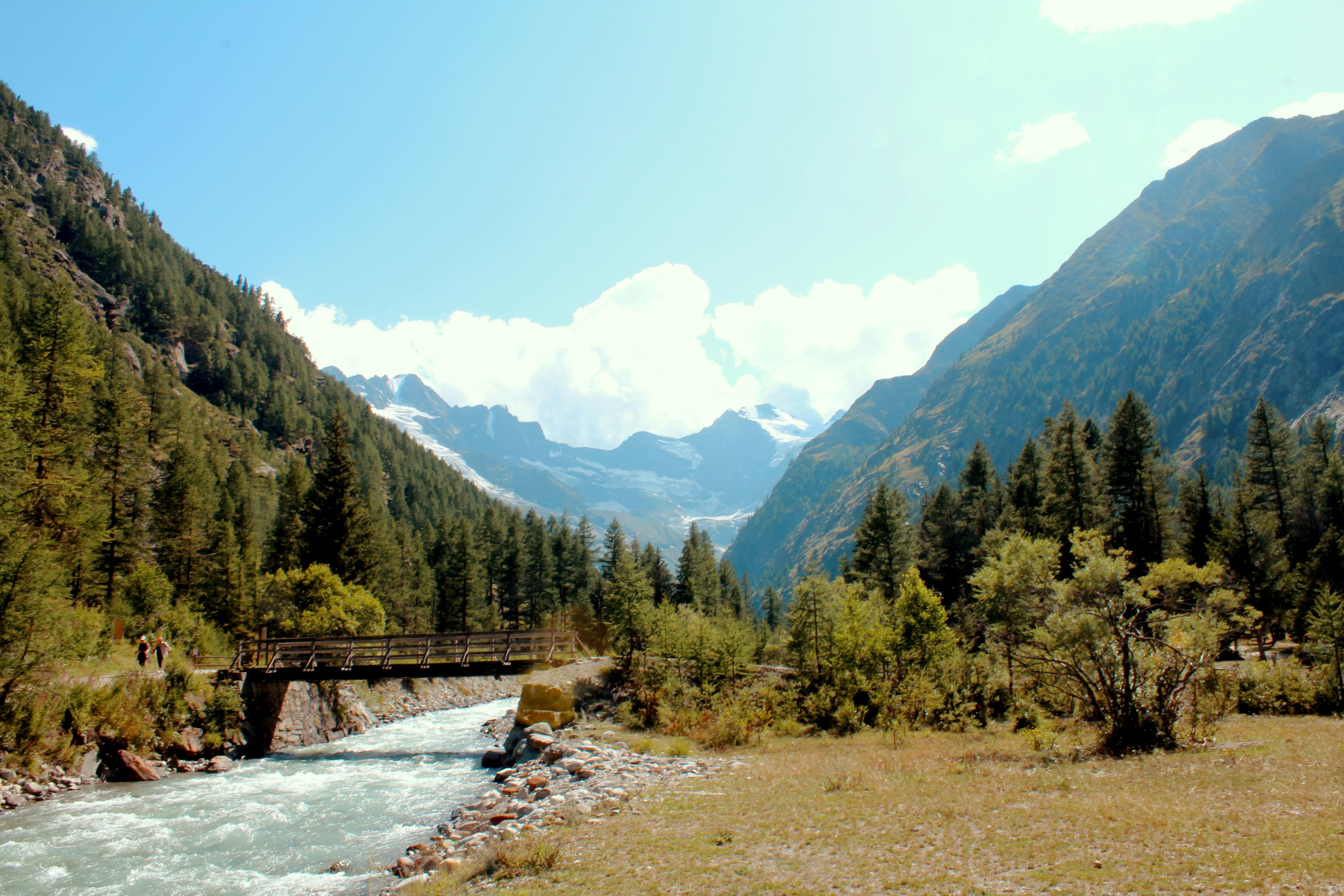 green trees near river under blue sky during daytime