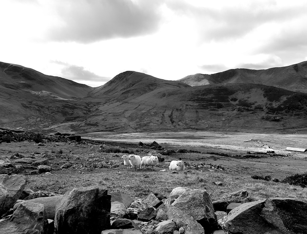 grayscale photo of herd of sheep on field near mountain