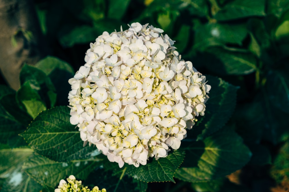 white flower with green leaves