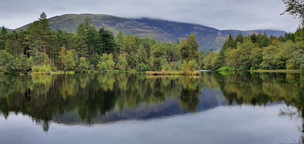 green trees near lake during daytime