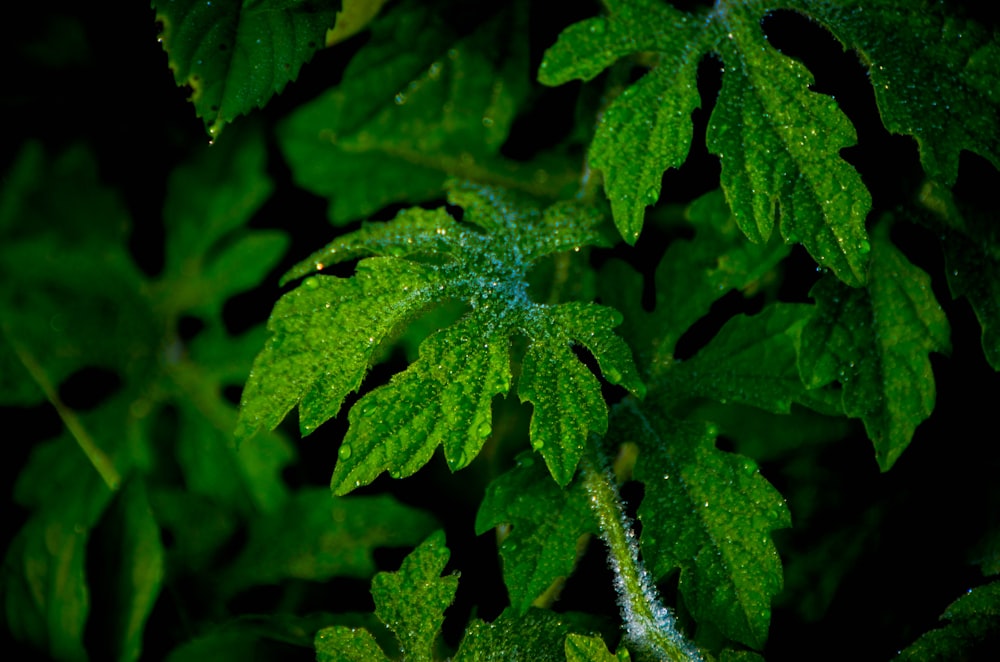 plante à feuilles vertes avec des gouttelettes d’eau