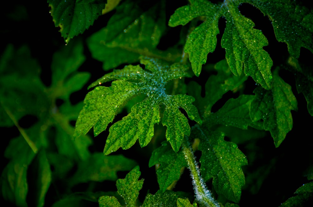green leaf plant with water droplets