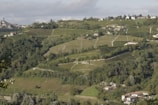 A picturesque rural landscape features rolling hills covered in lush green vineyards. Small houses and buildings are scattered across the hillside, and dense clusters of trees fill the areas between the cultivated plots. The distant horizon shows a quaint village with a prominent steeple rising above the other structures.