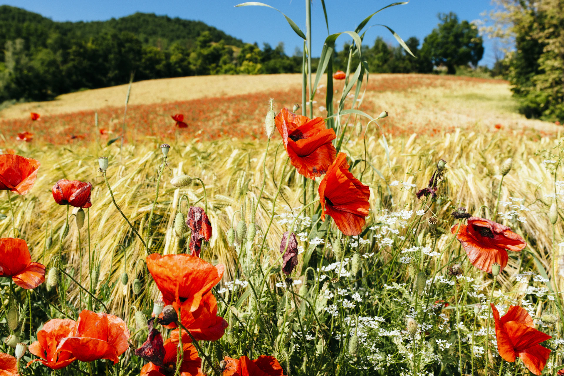 red poppy flower field during daytime