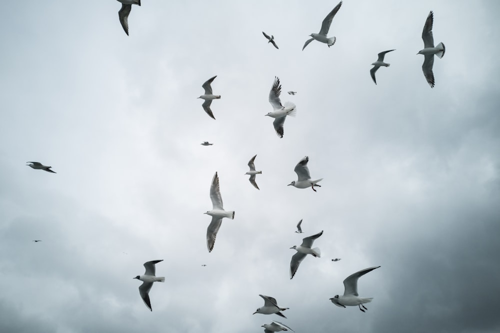 white and black birds flying during daytime