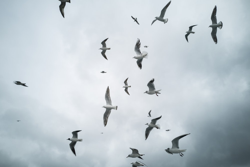pájaros blancos y negros volando durante el día