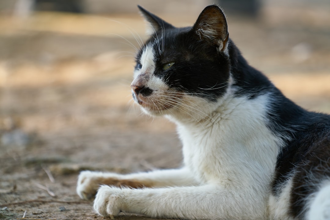 white and black cat on brown sand during daytime