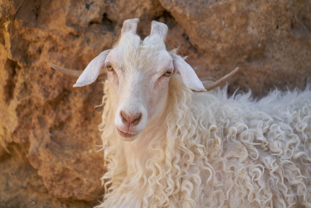 white sheep on brown soil