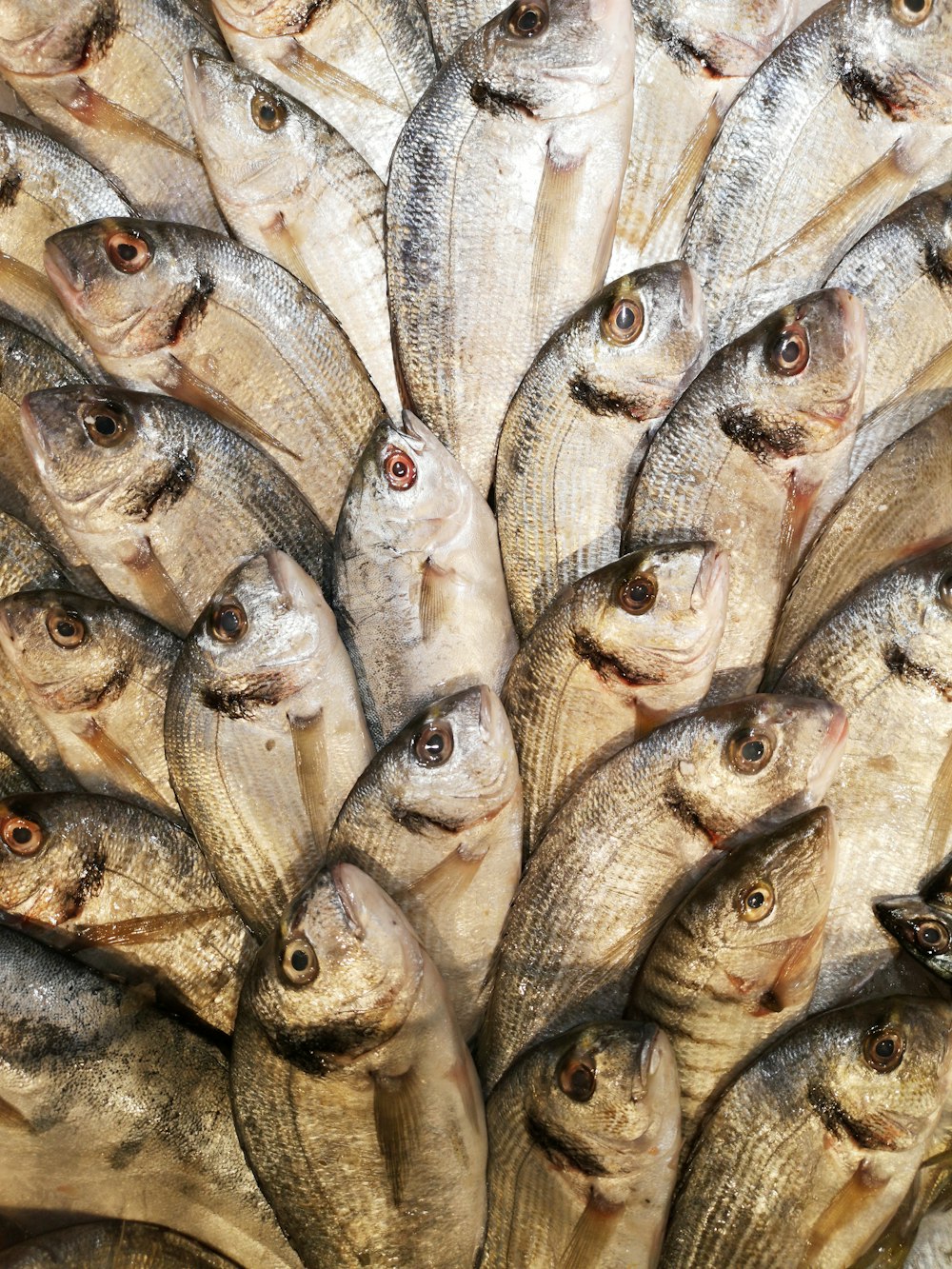 Peces marrones y blancos sobre piso de concreto gris