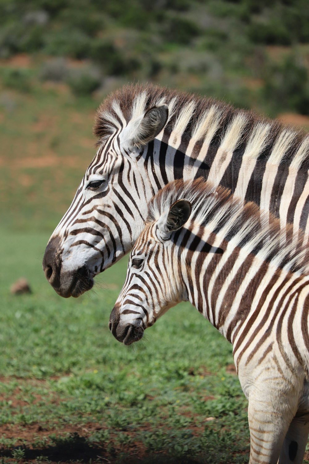 zebra standing on green grass during daytime