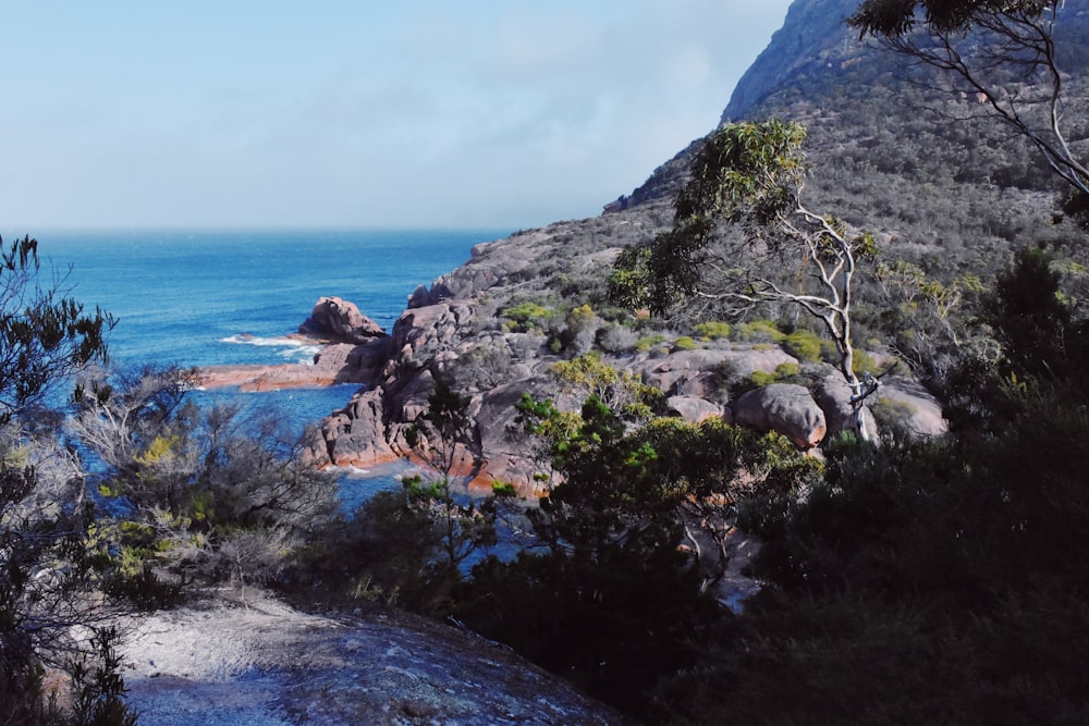 green trees on rocky mountain by the sea under blue sky during daytime