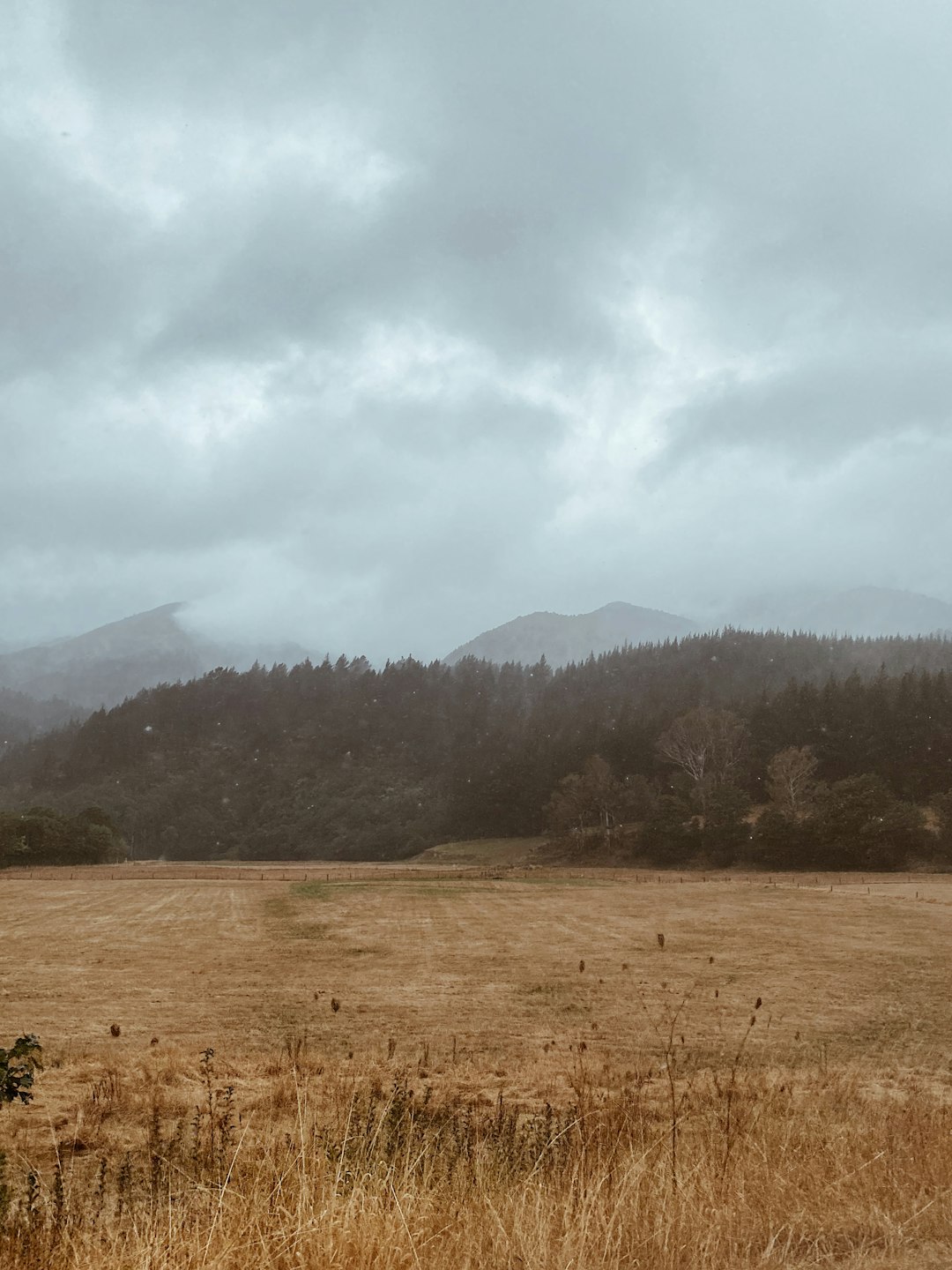 green trees on brown grass field under white clouds during daytime