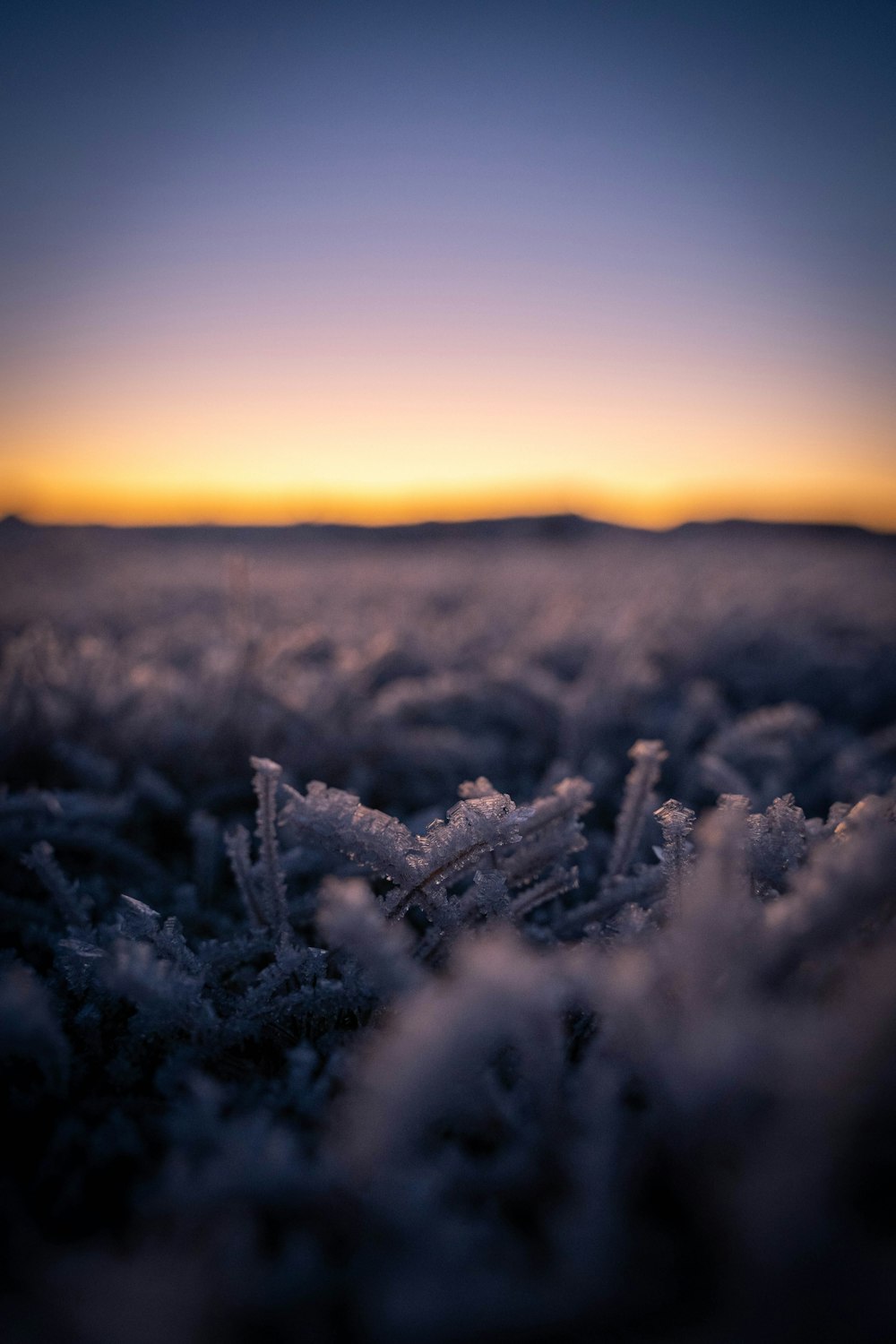 white grass field during sunset