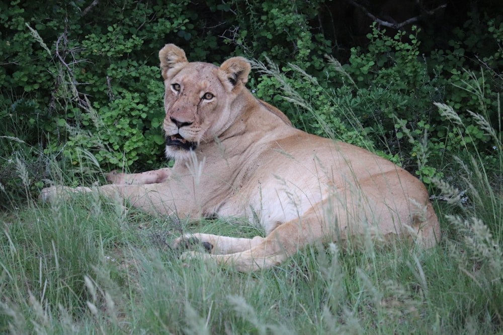 brown lioness lying on green grass during daytime