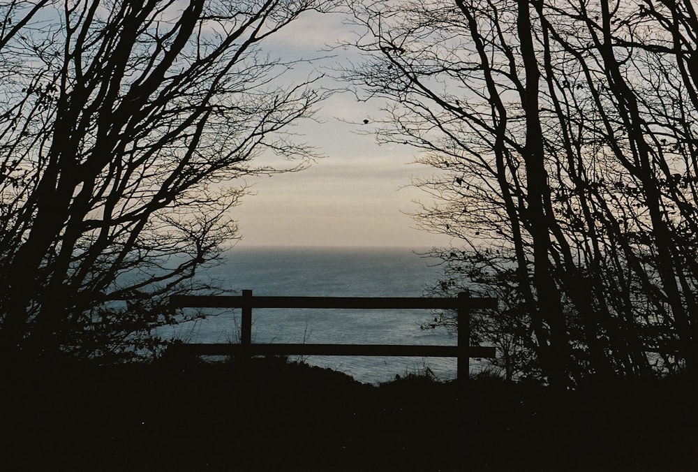 silhouette of bare tree near body of water during sunset