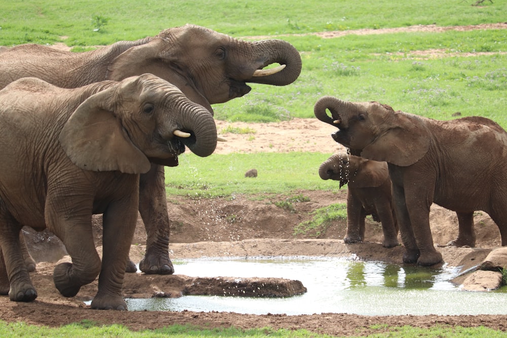 2 brown elephants on green grass field during daytime