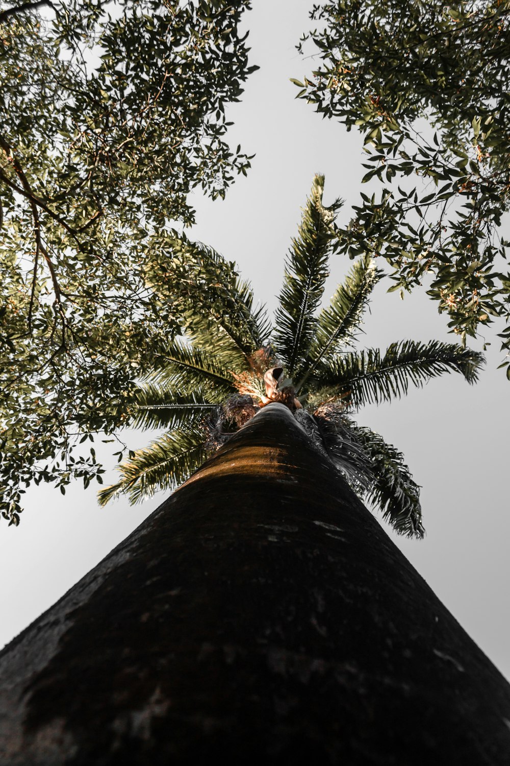 low angle photography of palm tree under blue sky during daytime