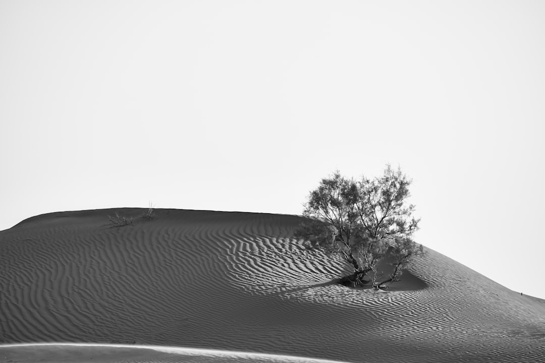 grayscale photo of tree on sand