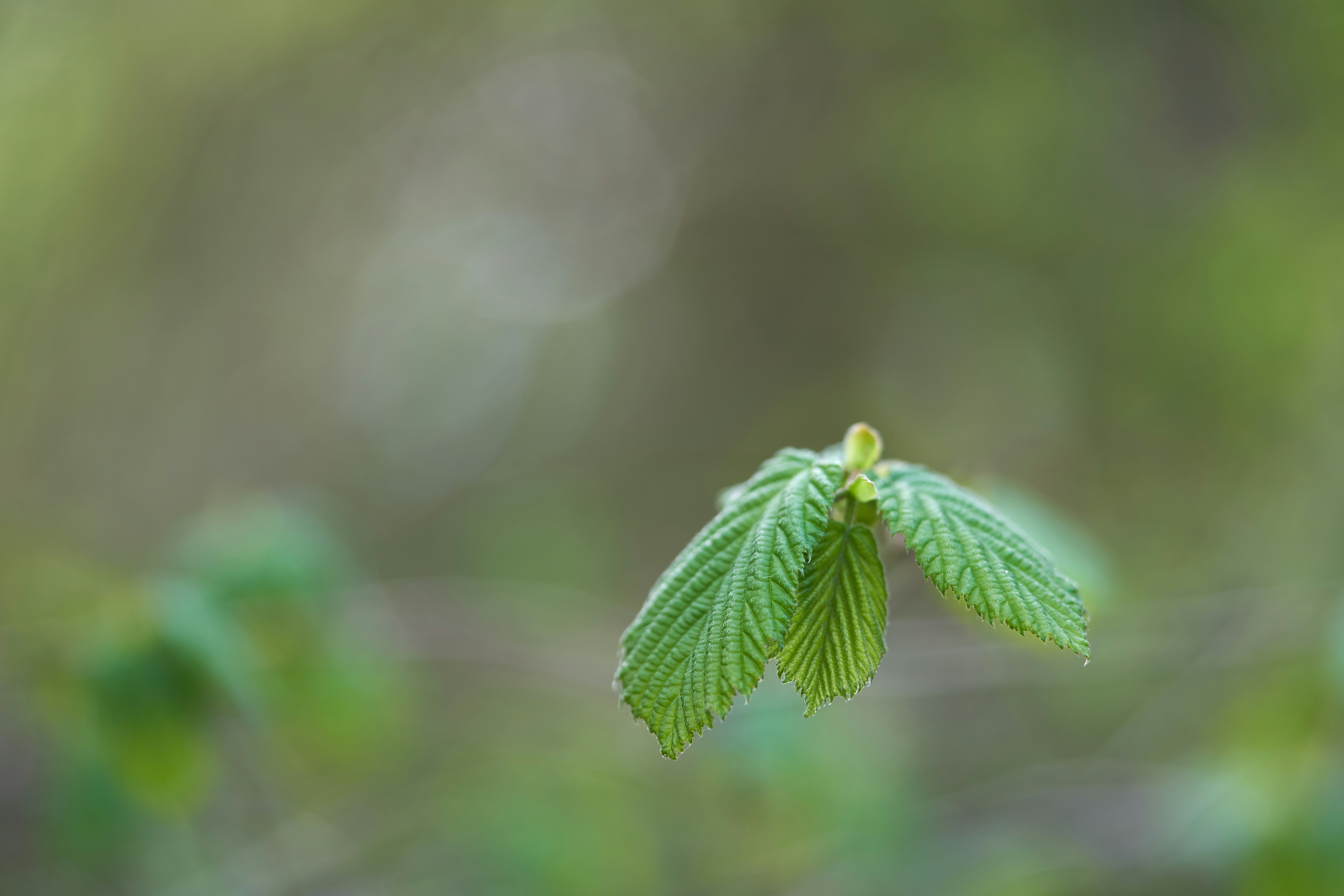 Photo by wolfgang_hasselmann