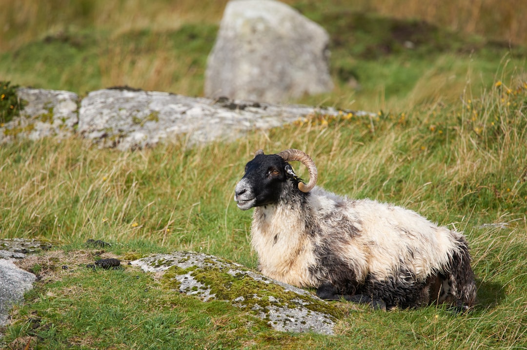 white and black sheep on green grass during daytime