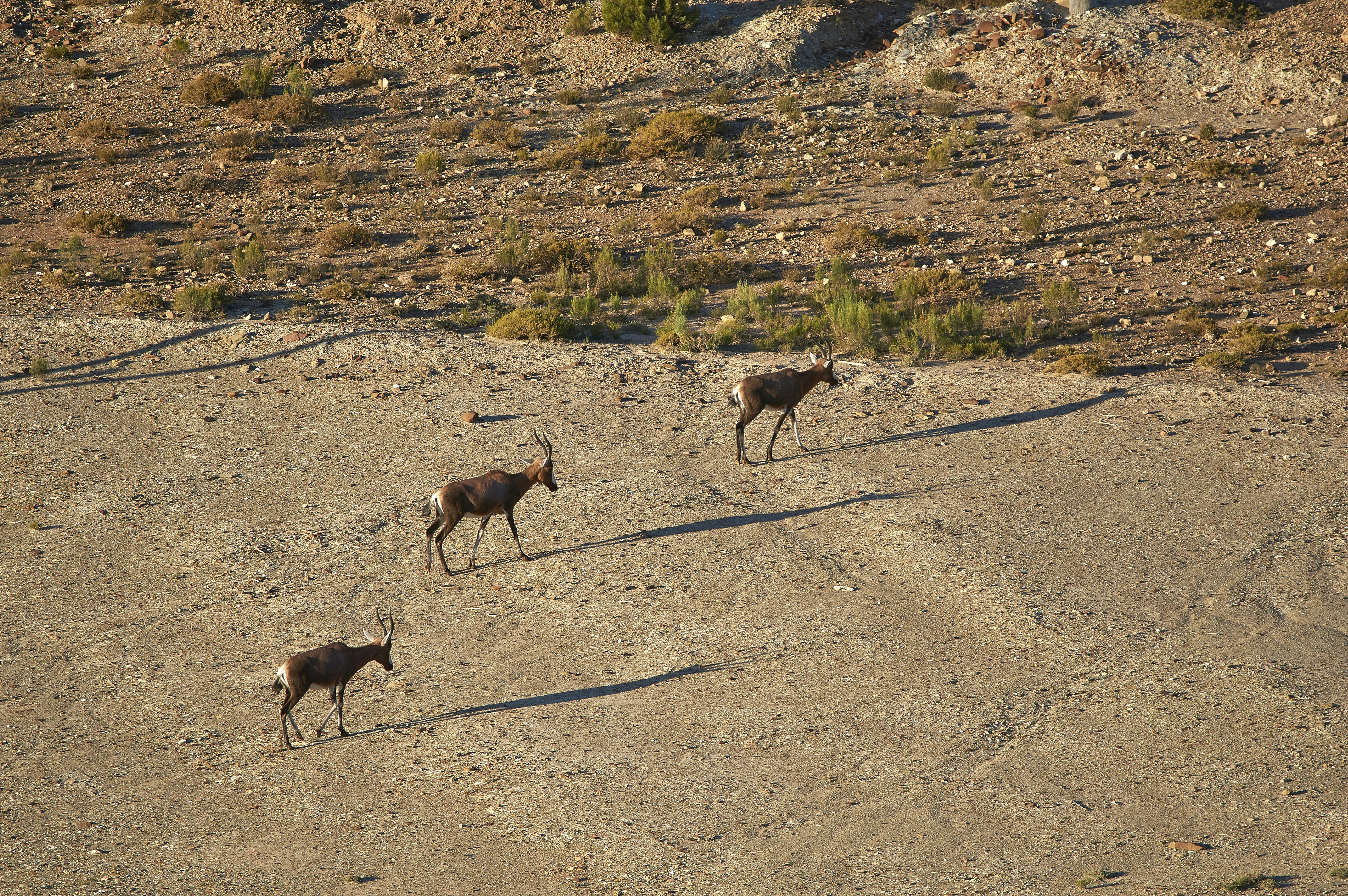 Photo by wolfgang_hasselmann