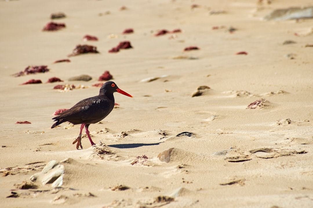 black and red bird on white sand during daytime