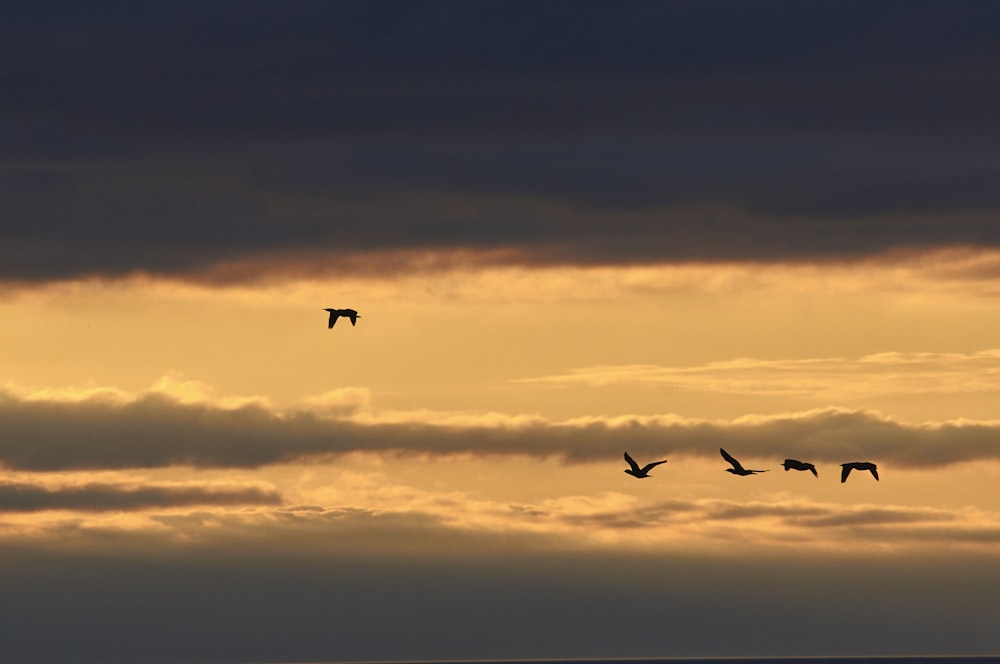 silhouette of birds flying during sunset