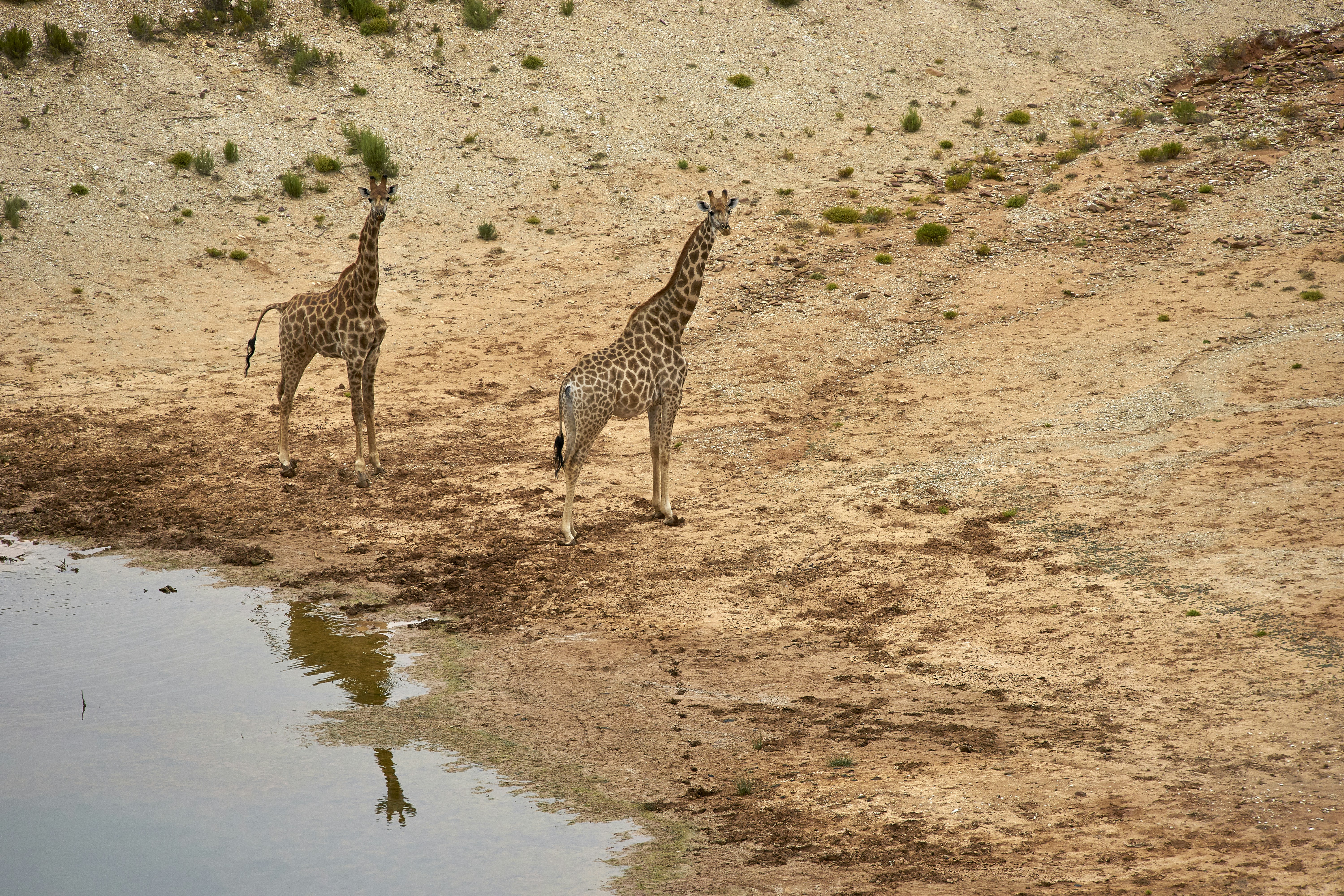 Giraffe on waterhole