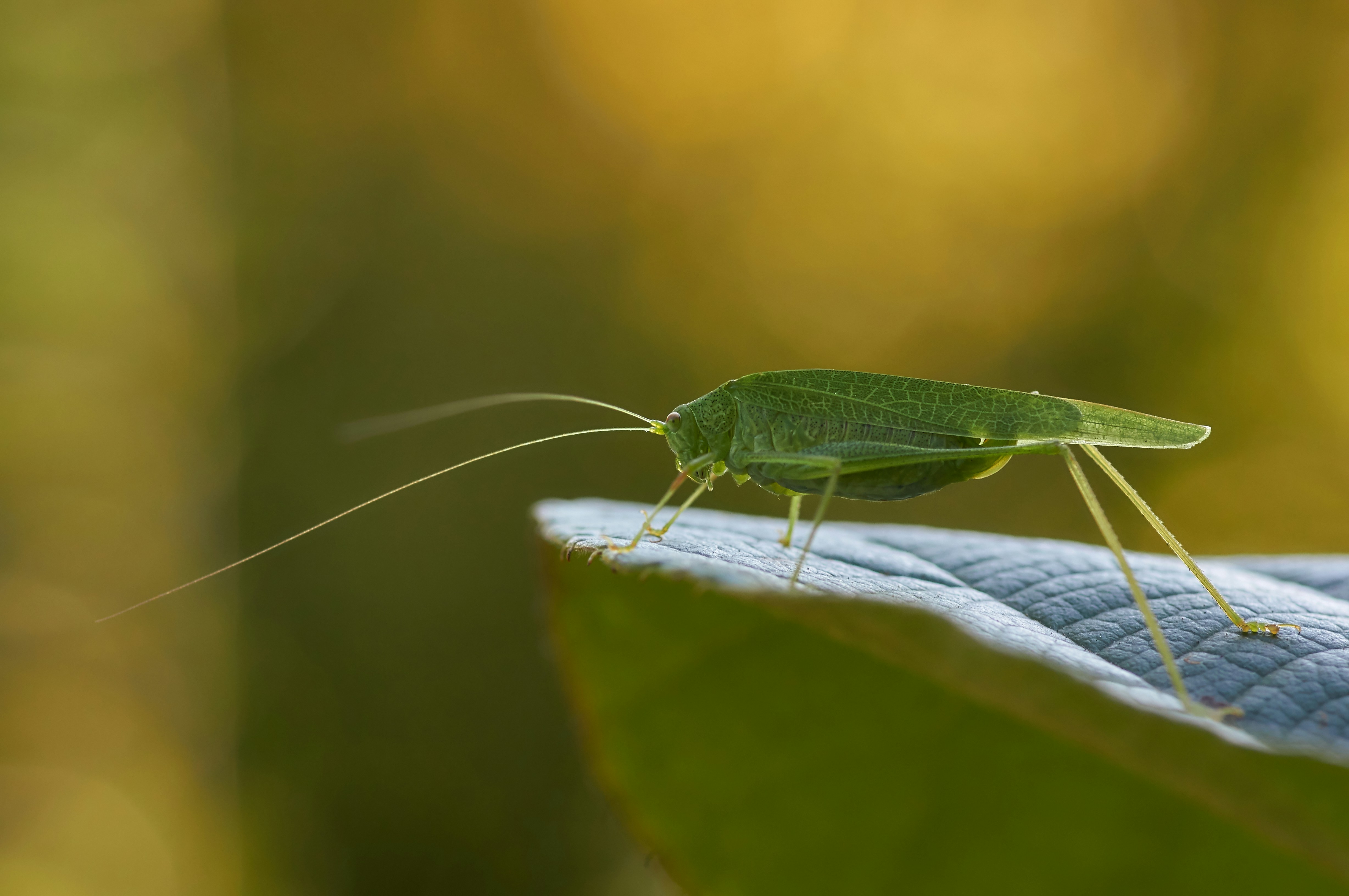 Photo by wolfgang_hasselmann