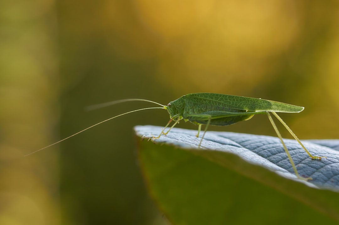 green grasshopper on green leaf in macro photography during daytime